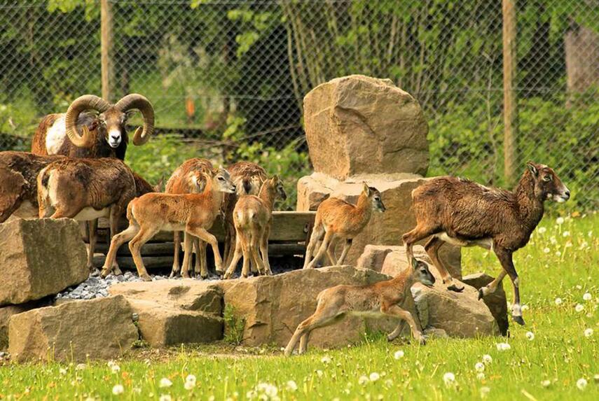 Wildpark ab Donnerstag wieder geöffnet